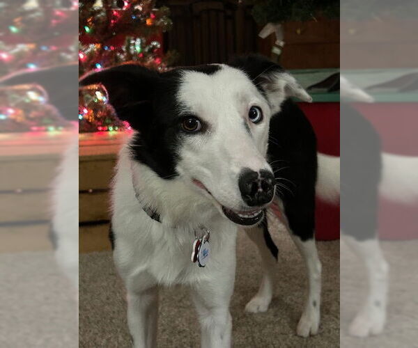 Medium Photo #2 Border Collie Puppy For Sale in Highland, IL, USA