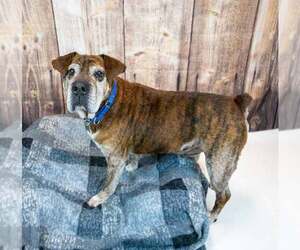 Roy - Male Bulldog-Unknown Mix Dog for Adoption - Photo #11