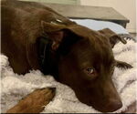 Small #5 Labrador Retriever Mix