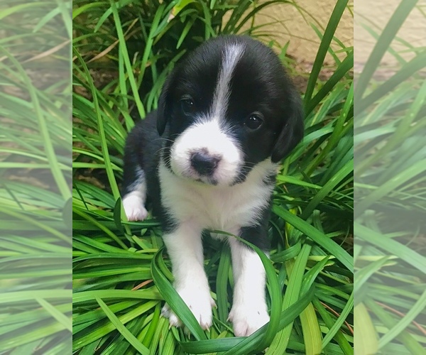 Medium Photo #5 Beagle-Papillon Mix Puppy For Sale in SARASOTA, FL, USA