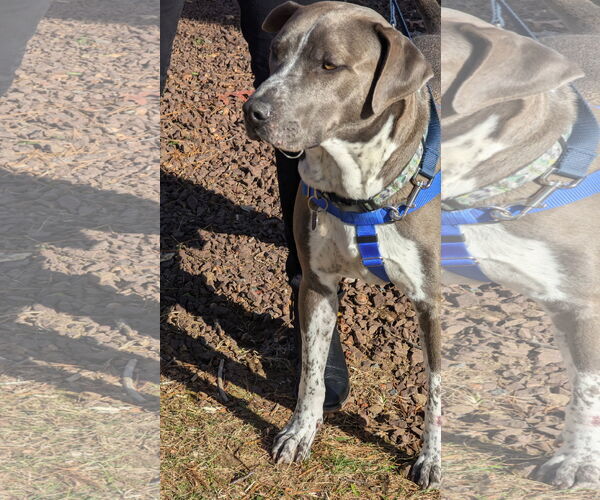 Medium Photo #26 American Pit Bull Terrier-Unknown Mix Puppy For Sale in Oakhurst, NJ, USA