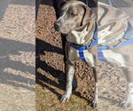 Small #25 American Pit Bull Terrier Mix