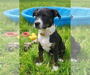 Janet Jackson - Female Mountain Cur-Unknown Mix Dog for Adoption - Photo #4