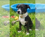 Small Photo #4 Mountain Cur-Unknown Mix Puppy For Sale in Germantown, OH, USA