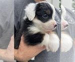 Small #1 Miniature Australian Shepherd