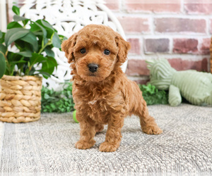 Poodle (Miniature) Puppy for sale in SYRACUSE, IN, USA