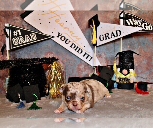 Medium Photo #114 Chihuahua Puppy For Sale in CHARLESTON, AR, USA
