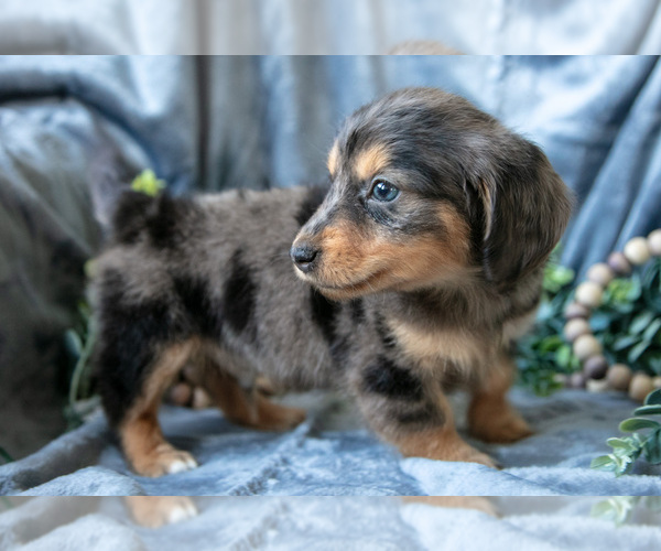 Medium Photo #3 Dachshund-Siberian Husky Mix Puppy For Sale in ELIZABETHTOWN, PA, USA
