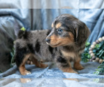 Small #2 Dachshund-Siberian Husky Mix
