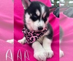 Puppy Puppy 1 Siberian Husky