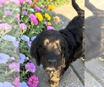 Small #2 Goldendoodle