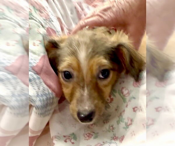 Medium Photo #2 Mutt Puppy For Sale in San Diego, CA, USA