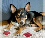 Small #2 Welsh Corgi Mix