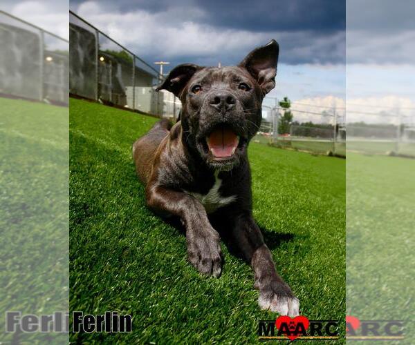 Medium Photo #11 Mutt Puppy For Sale in Maryville, TN, USA