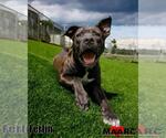 Small Photo #11 Mutt Puppy For Sale in Maryville, TN, USA