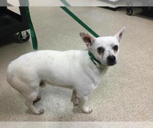 Chihuahua-Unknown Mix Dogs for adoption in Riverside, CA, USA