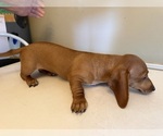 Small Photo #9 Dachshund Puppy For Sale in DOTHAN, AL, USA