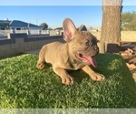 Small #2 French Bulldog