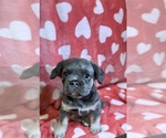 Small French Bulldog
