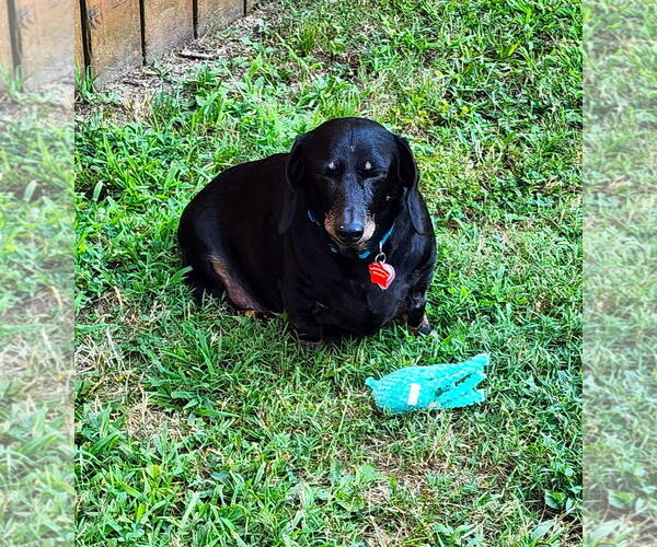 Medium Photo #2 Dachshund Puppy For Sale in Shelbyville, TN, USA