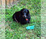 Small #1 Dachshund
