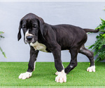 Small #2 Great Dane