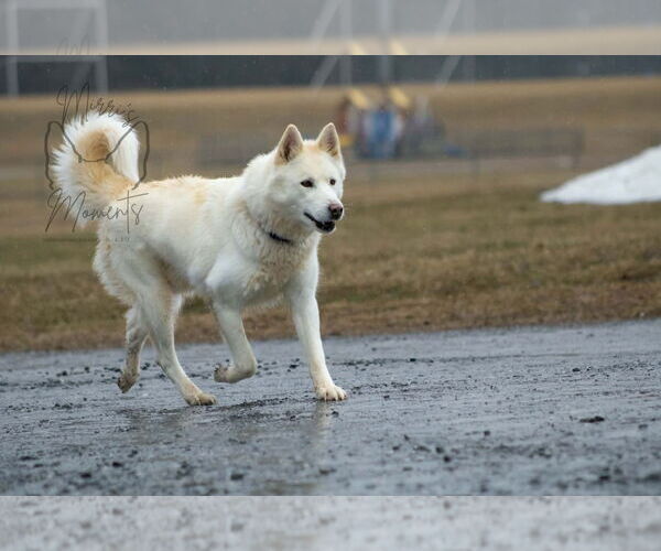 Medium Photo #6 Siberian Husky Puppy For Sale in Rustburg, VA, USA