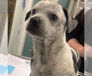 Mutt Dogs for adoption in Chico, CA, USA