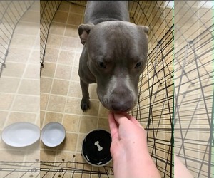 Wino - Male American Pit Bull Terrier-Unknown Mix Dog for Adoption - Photo #3