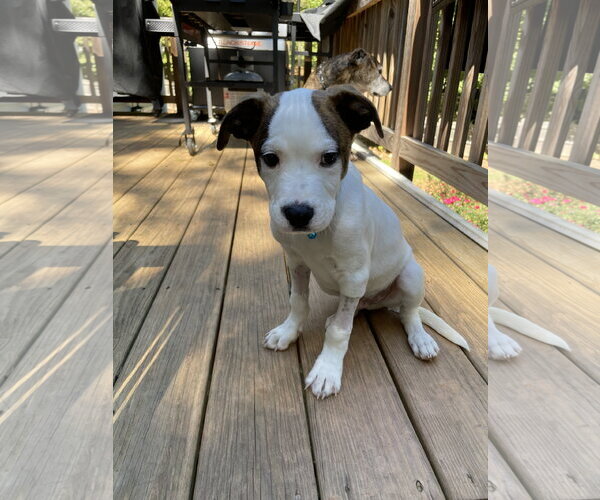 Medium Photo #3 American Staffordshire Terrier-Jack Russell Terrier Mix Puppy For Sale in Holly Springs, NC, USA