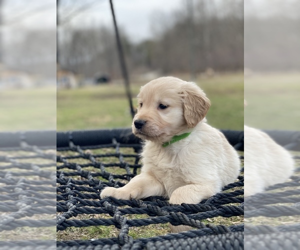 Medium Photo #6 Golden Retriever Puppy For Sale in MORGANTOWN, IN, USA