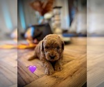 Small Photo #3 Goldendoodle (Miniature) Puppy For Sale in SAINT JAMES, MO, USA