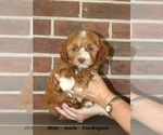 Small #3 Cockapoo (Miniature)