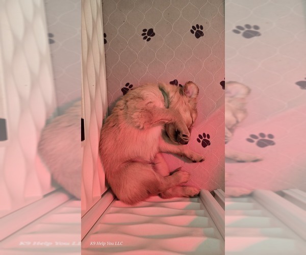 Medium Photo #11 Golden Retriever Puppy For Sale in FORT COLLINS, CO, USA