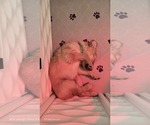 Small #10 Golden Retriever