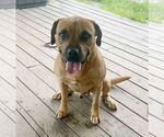 Small Black Mouth Cur Mix
