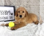 Small Golden Retriever