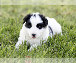 Puppy Puppy 1 Border-Aussie