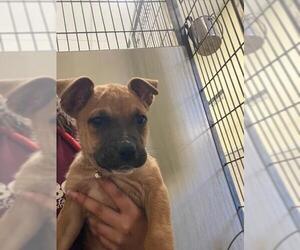 Bullboxer Pit Dogs for adoption in Santa Maria, CA, USA