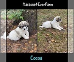 Small Photo #2 Great Pyrenees Puppy For Sale in BLAIRSVILLE, GA, USA