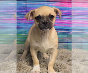 Chug Dogs for adoption in Lakewood, CO, USA