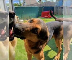 Lorenzo - Male German Shepherd Dog-Unknown Mix Dog for Adoption - Photo #7