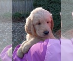 Puppy Ranger Golden Newfie Doodle
