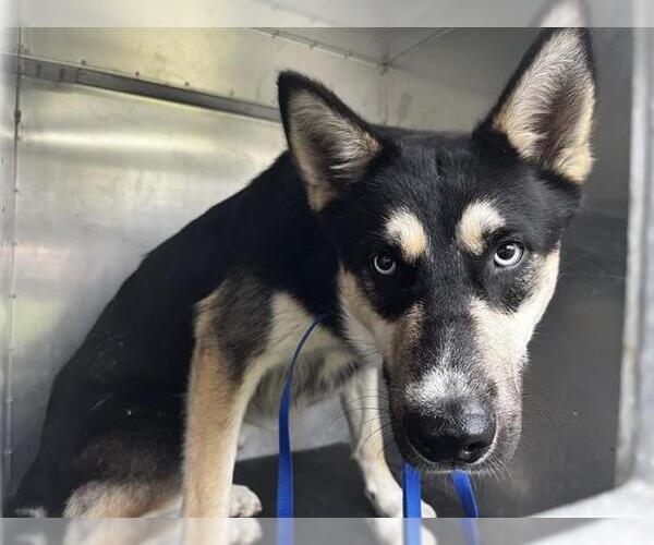 Medium Photo #1 Gerberian Shepsky Puppy For Sale in Grand Prairie, TX, USA