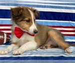 Small Photo #3 Shetland Sheepdog Puppy For Sale in LANCASTER, PA, USA