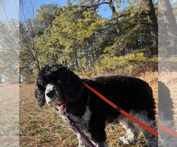 Medium Photo #1 Cocker Spaniel Puppy For Sale in Manahawkin, NJ, USA