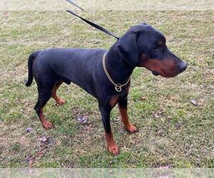 Doberman Pinscher Dogs for adoption in ANTIOCH, IL, USA
