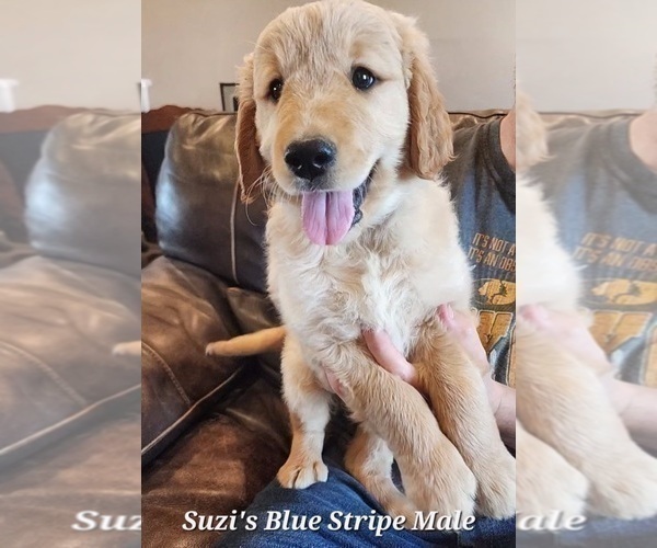 Medium Photo #2 Golden Retriever Puppy For Sale in KINGMAN, AZ, USA