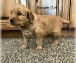 Puppy Brown Girl Cavapoo
