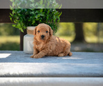 Puppy Jazzy Goldendoodle (Miniature)